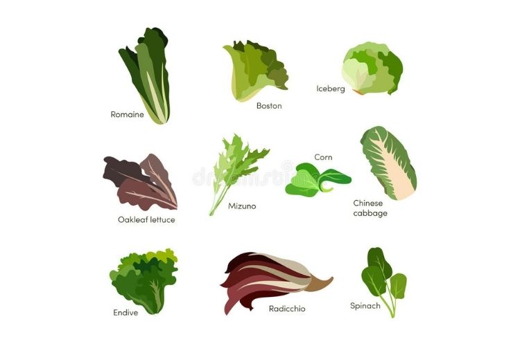 Les légumes à feuilles vert foncé